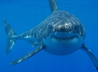 Hur hajar använder Ohms lag och sannolikhetsteori