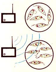 Orientering av Euglene flageller i ett radiofrekvensfält