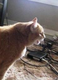 Как да научим котка да не дъвче електрически проводници и зарядни