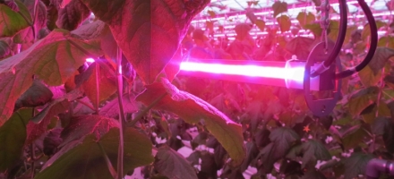 Lampu LED dalam pengeluaran tanaman